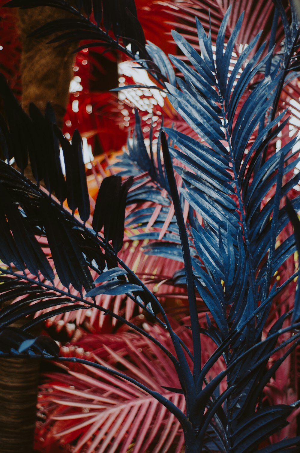 blue leafed plant during daytime