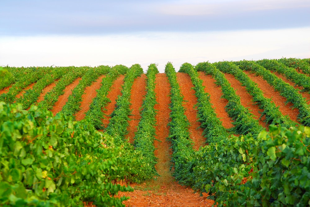 Foto de un campo de plantas verdes durante el día