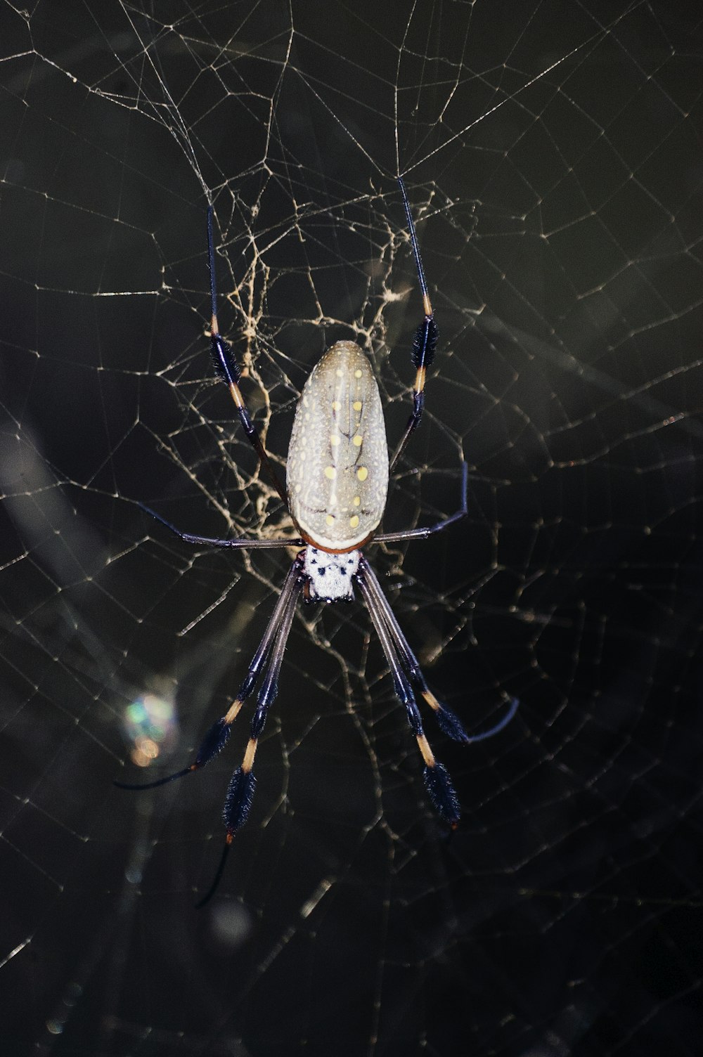 araña gris en telaraña