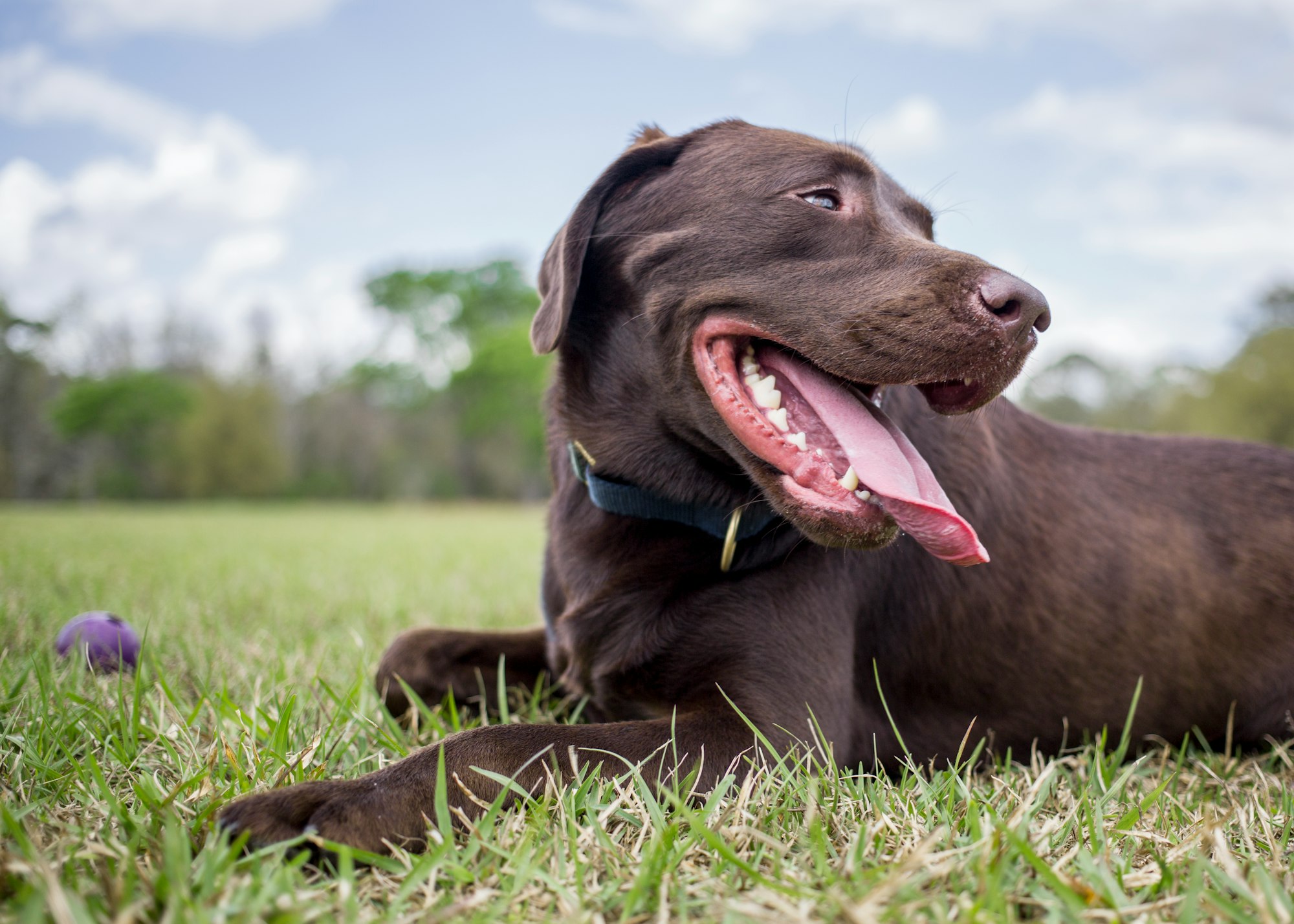 8 Health & Behavioral Traits In Chocolate Labradors that Everyone Should Know About
