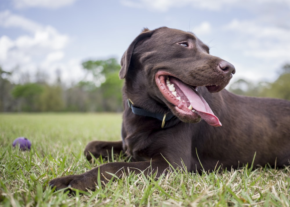 dog lying on grass