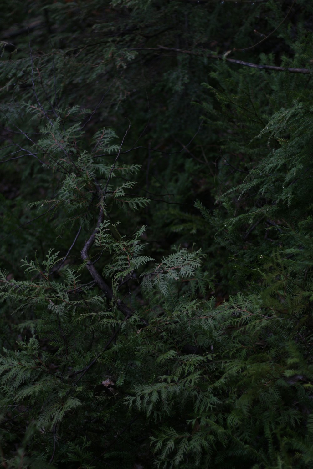 person in front of trees