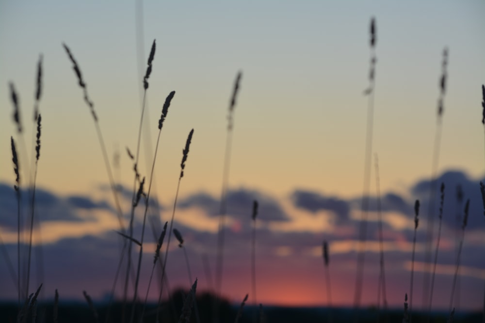 silhouette of wheat during sunset