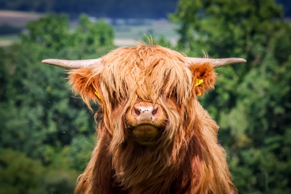 Foto de enfoque superficial de yak marrón