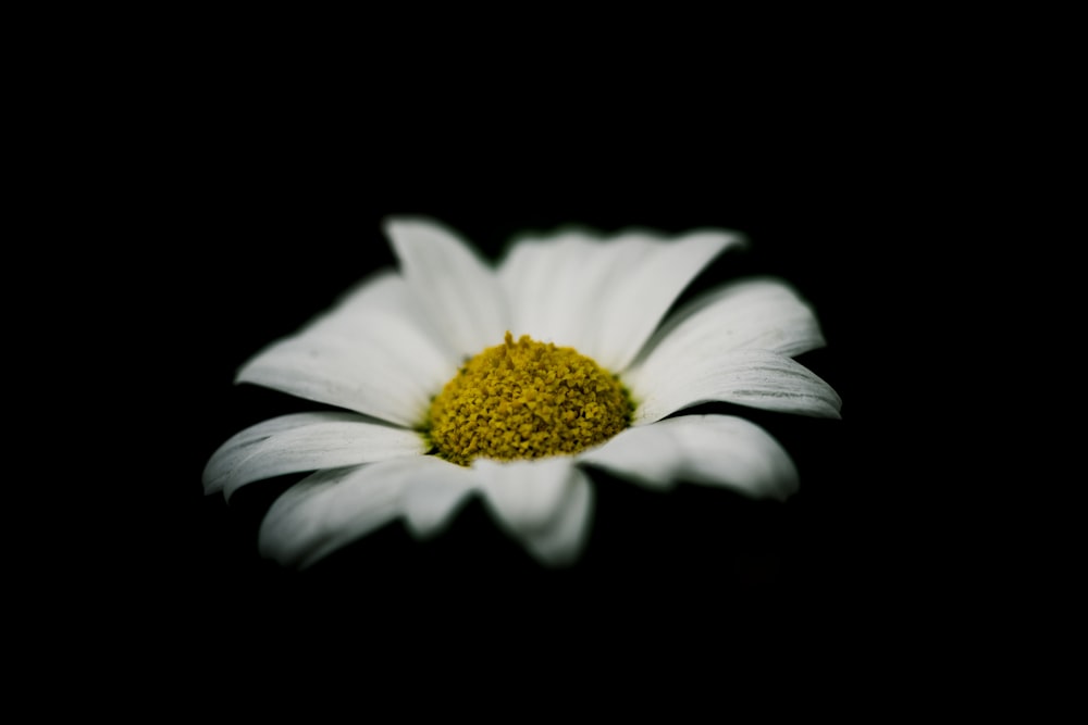 white daisy against black background