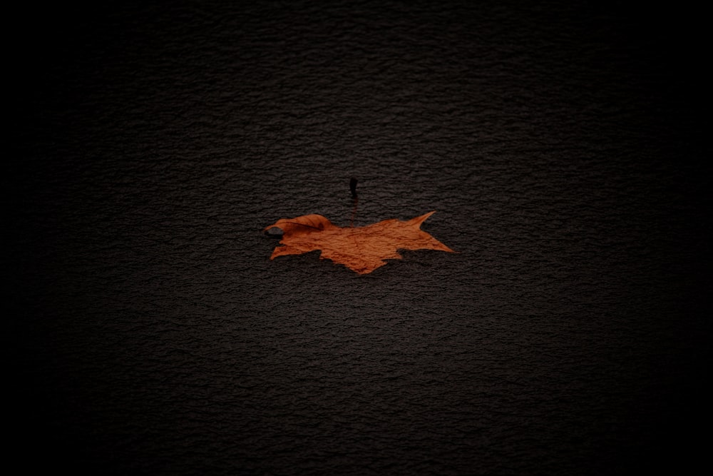 brown maple leaf on gray background