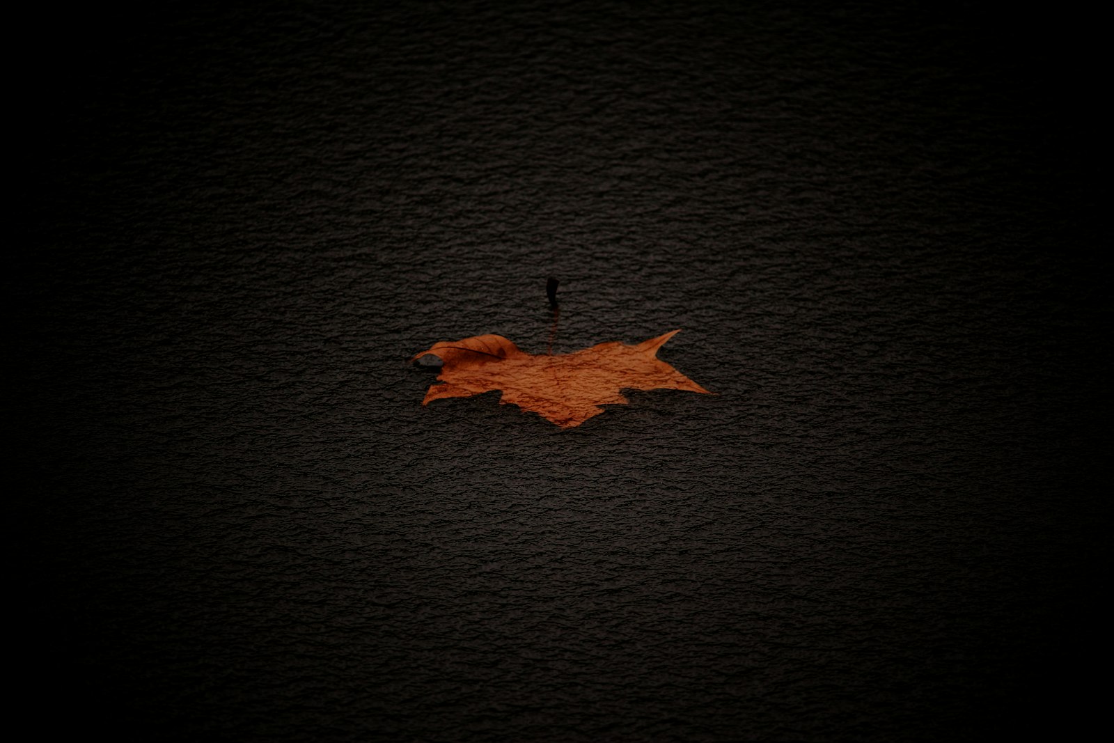 Canon EOS 650D (EOS Rebel T4i / EOS Kiss X6i) + Canon EF-S 55-250mm F4-5.6 IS STM sample photo. Brown maple leaf on photography