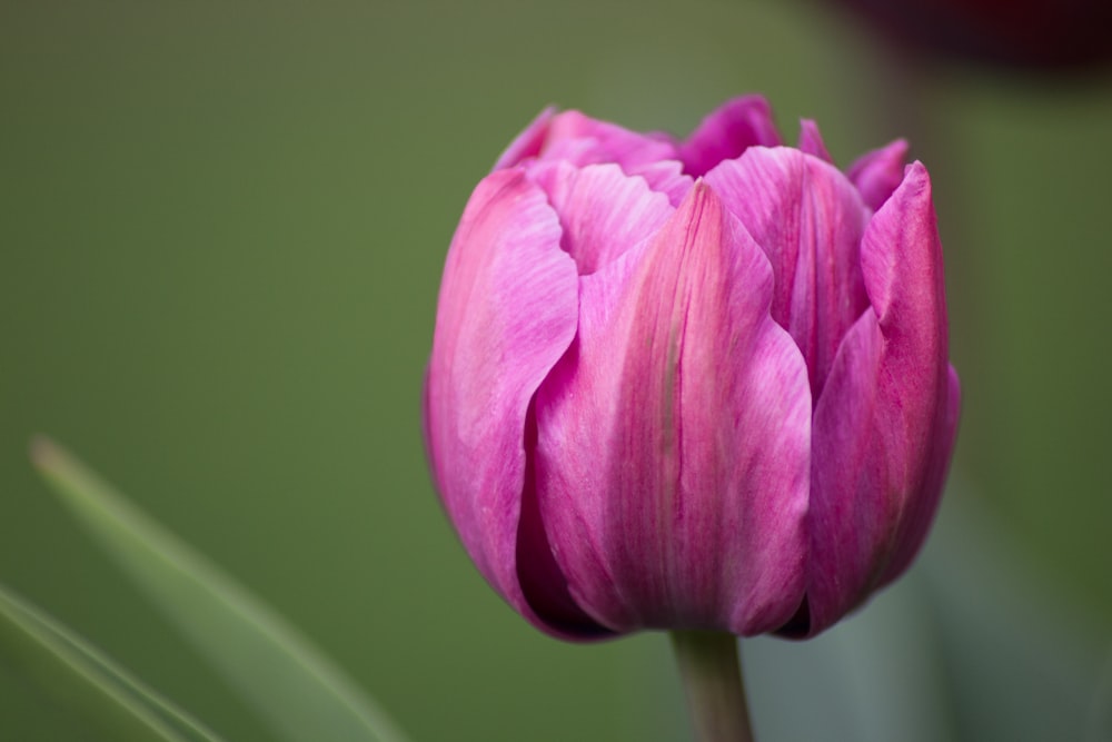 purple flowers with green leaves