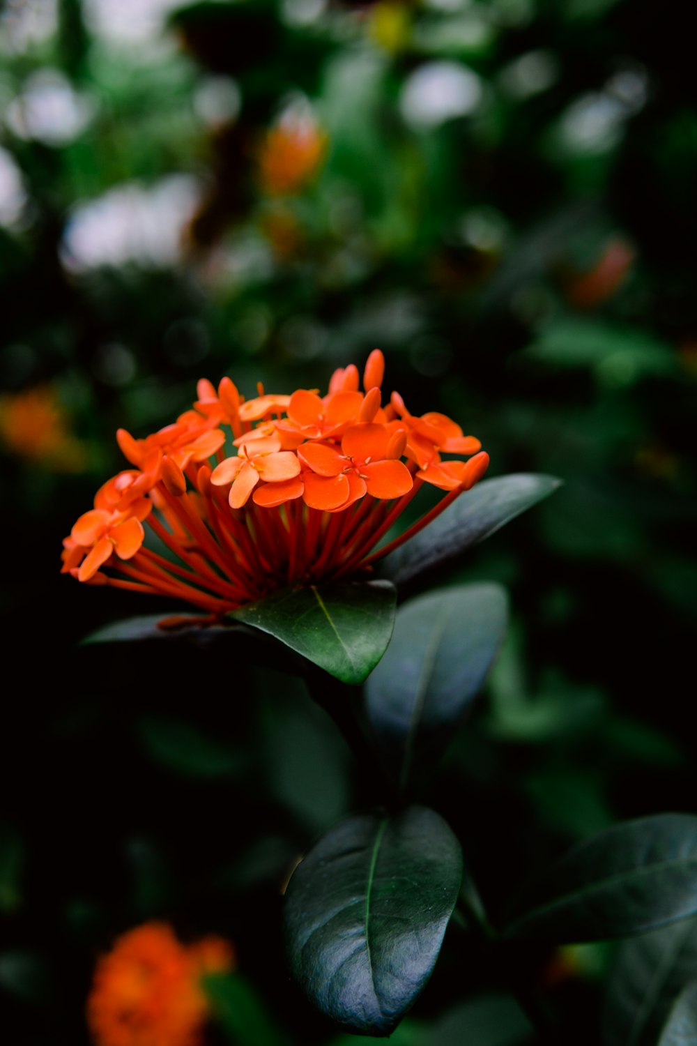 close up photography of orange petaled flowers
