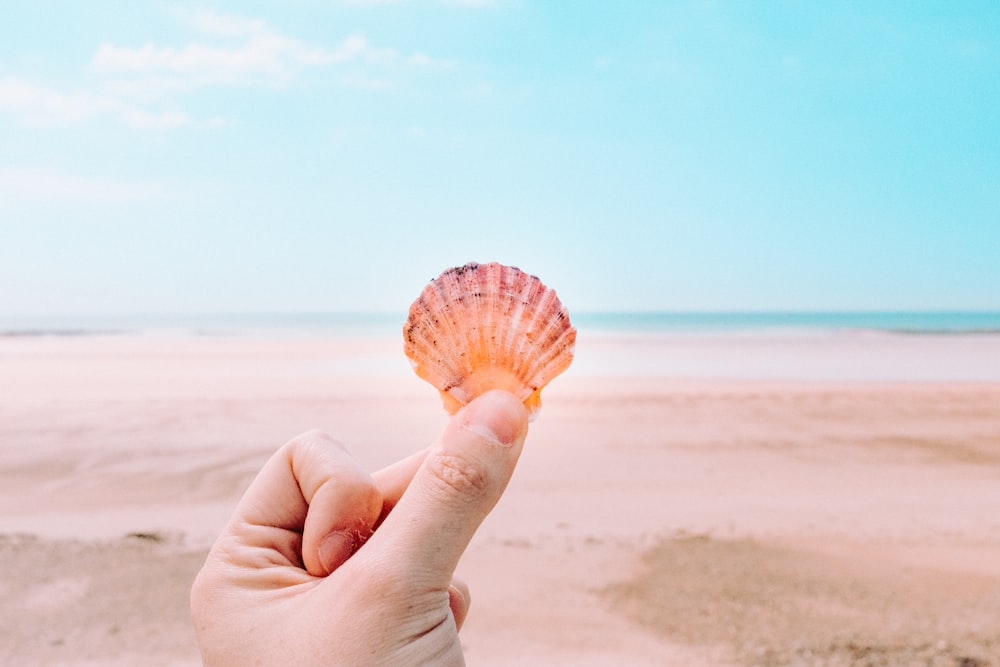 person holding shell facing sea