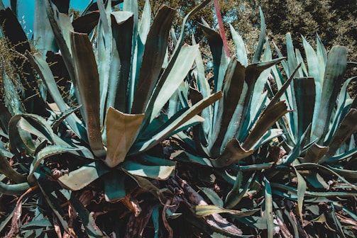 Large green agave plants with long, pointed leaves are clustered together under the sunlight. The environment is lush and dense, with some blurred vegetation in the background.