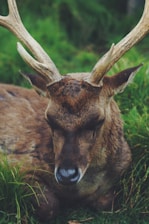 A close-up of a resting deer with prominent antlers and closed eyes, surrounded by lush green grass.