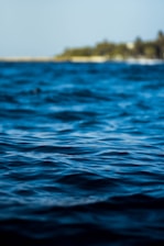 Gentle ocean waves create a textured surface with a deep blue hue, while a blurred shoreline with greenery is visible in the background under a clear sky.