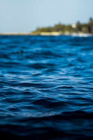 Gentle ocean waves create a textured surface with a deep blue hue, while a blurred shoreline with greenery is visible in the background under a clear sky.