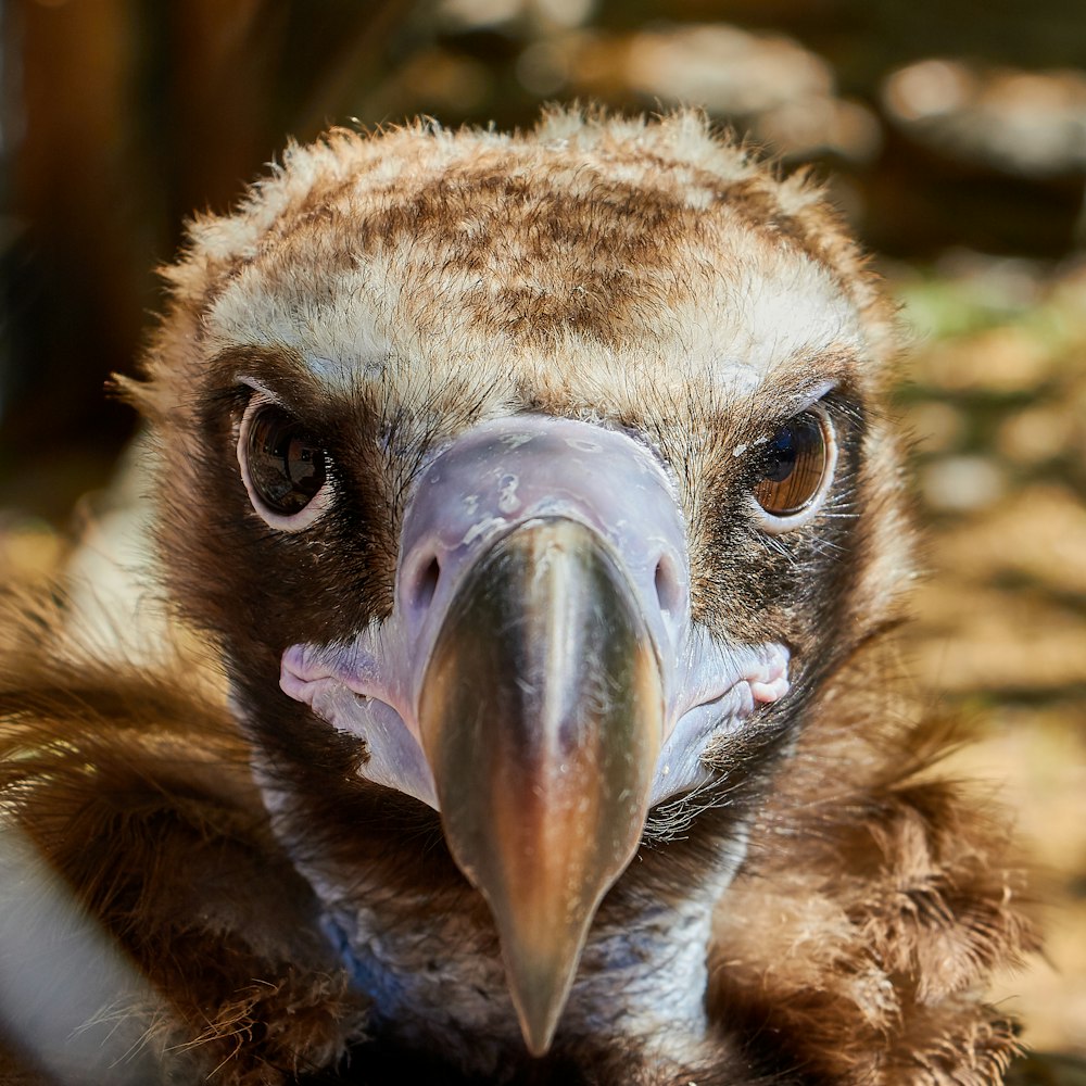 closeup photo bird chick