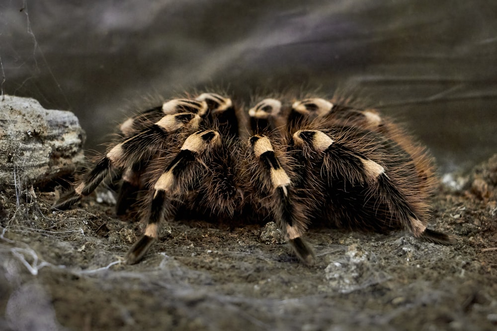 Schwarze und beige Vogelspinne auf brauner Erde