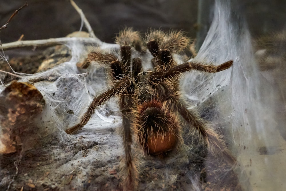 brown spider on web