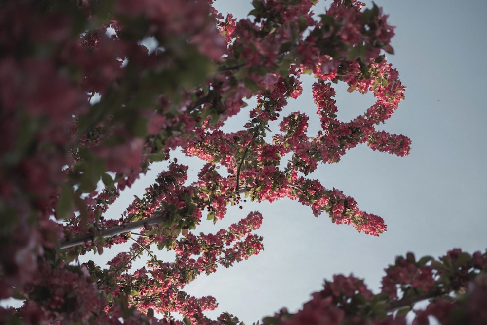 Fotografía de ángulo bajo de flor de pétalos rosados durante el día
