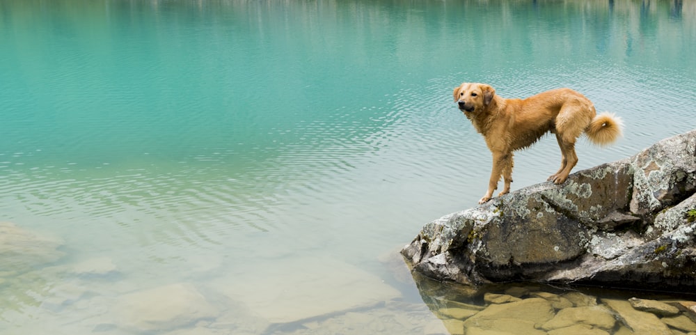 brown dog standing on gray rock over body of water