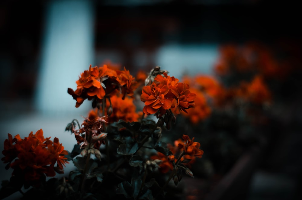 red flowers with green leaves