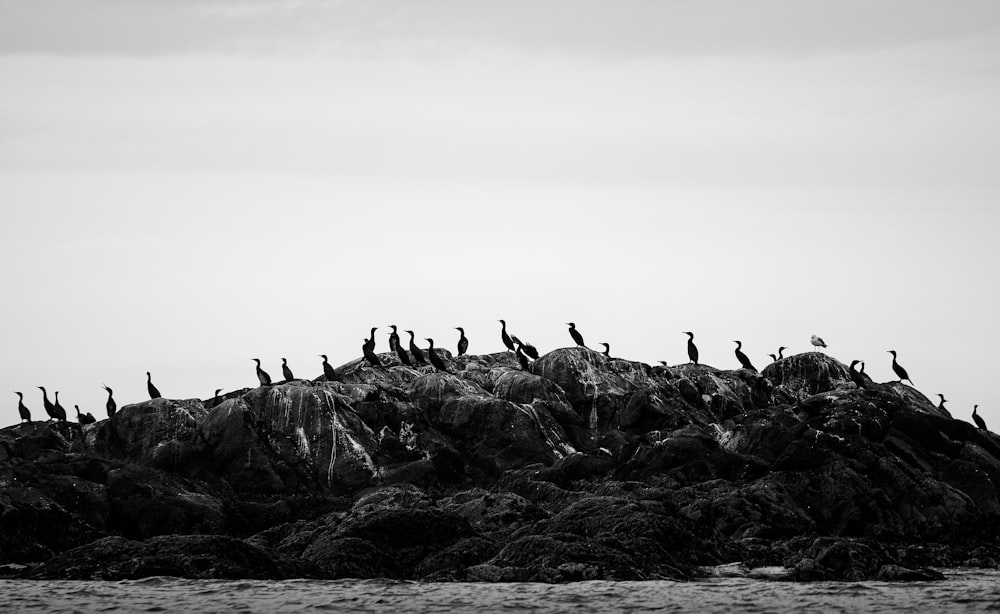 grayscale photography of bird on rock