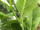 A small black insect with white markings is perched on the stem of a lush green plant. The plant's leaves are large, with prominent veins, and the background is a blur of green, suggesting a natural outdoor setting.
