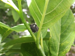 A small black insect with white markings is perched on the stem of a lush green plant. The plant's leaves are large, with prominent veins, and the background is a blur of green, suggesting a natural outdoor setting.