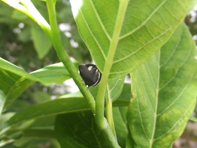 A small black insect with white markings is perched on the stem of a lush green plant. The plant's leaves are large, with prominent veins, and the background is a blur of green, suggesting a natural outdoor setting.