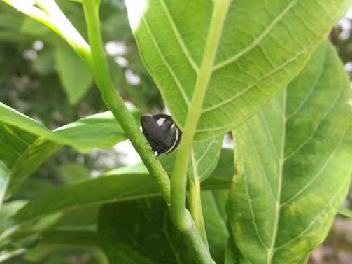 A small black insect with white markings is perched on the stem of a lush green plant. The plant's leaves are large, with prominent veins, and the background is a blur of green, suggesting a natural outdoor setting.