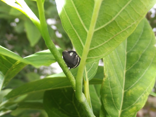 A small black insect with white markings is perched on the stem of a lush green plant. The plant's leaves are large, with prominent veins, and the background is a blur of green, suggesting a natural outdoor setting.