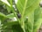 A small black insect with white markings is perched on the stem of a lush green plant. The plant's leaves are large, with prominent veins, and the background is a blur of green, suggesting a natural outdoor setting.