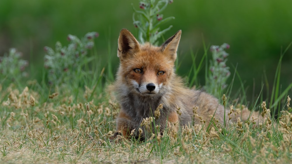wildlife photography of brown fox