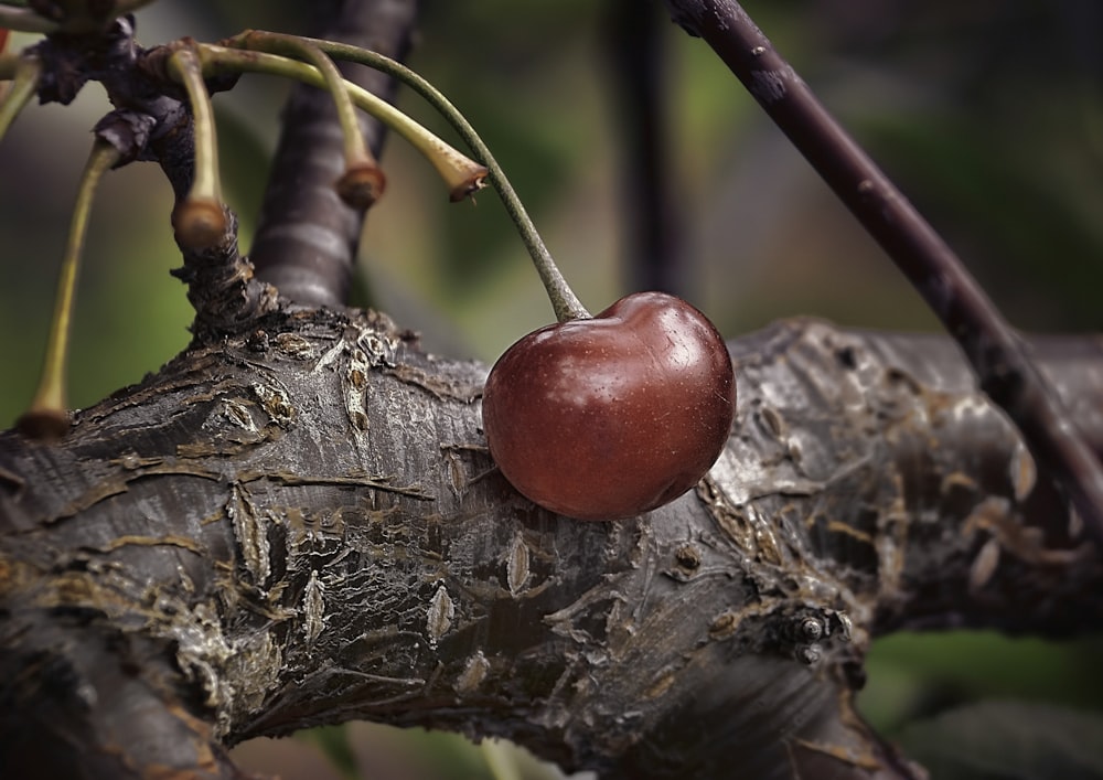 shallow focus photography of red cherry on tree branch