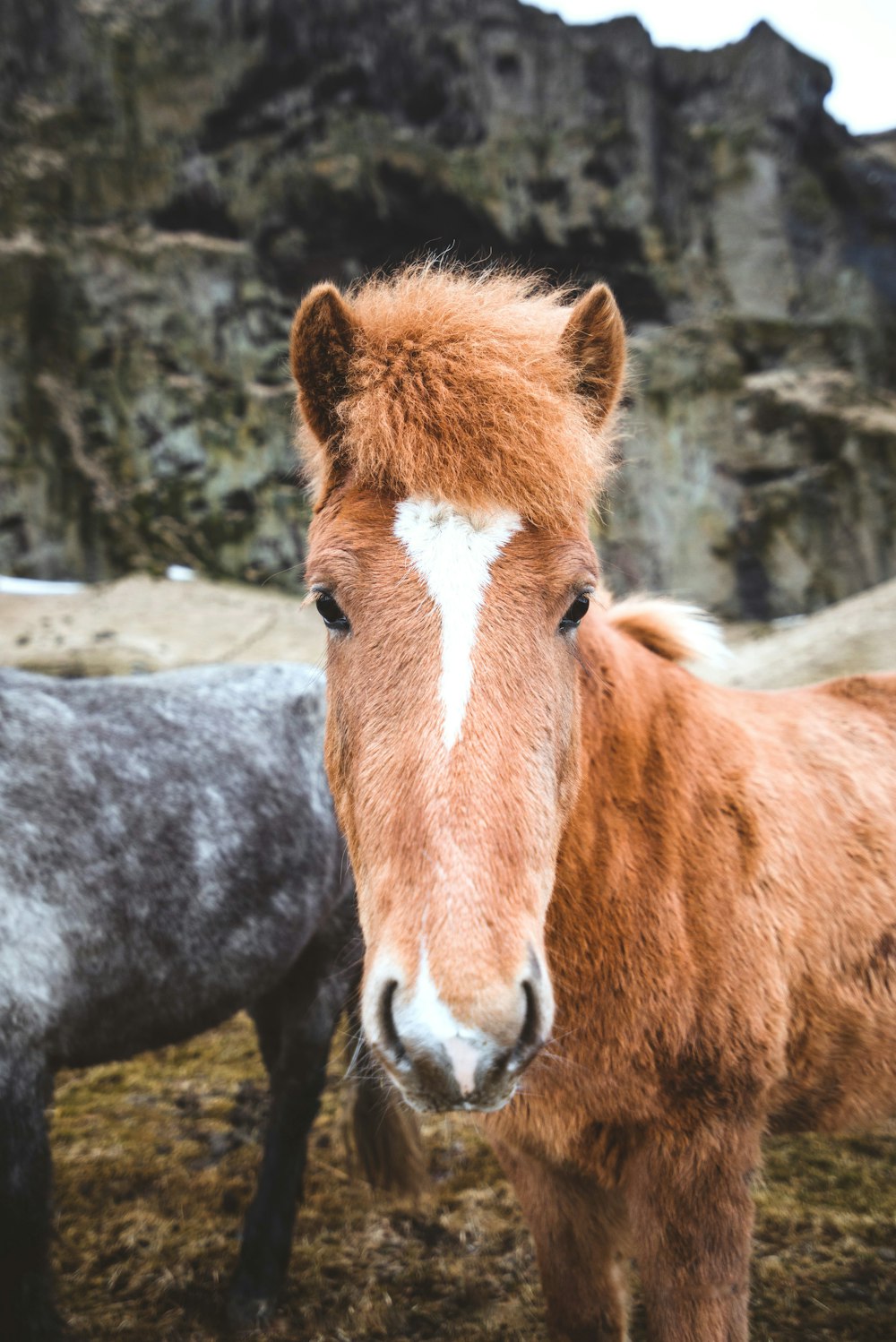 macro photography of brown horse