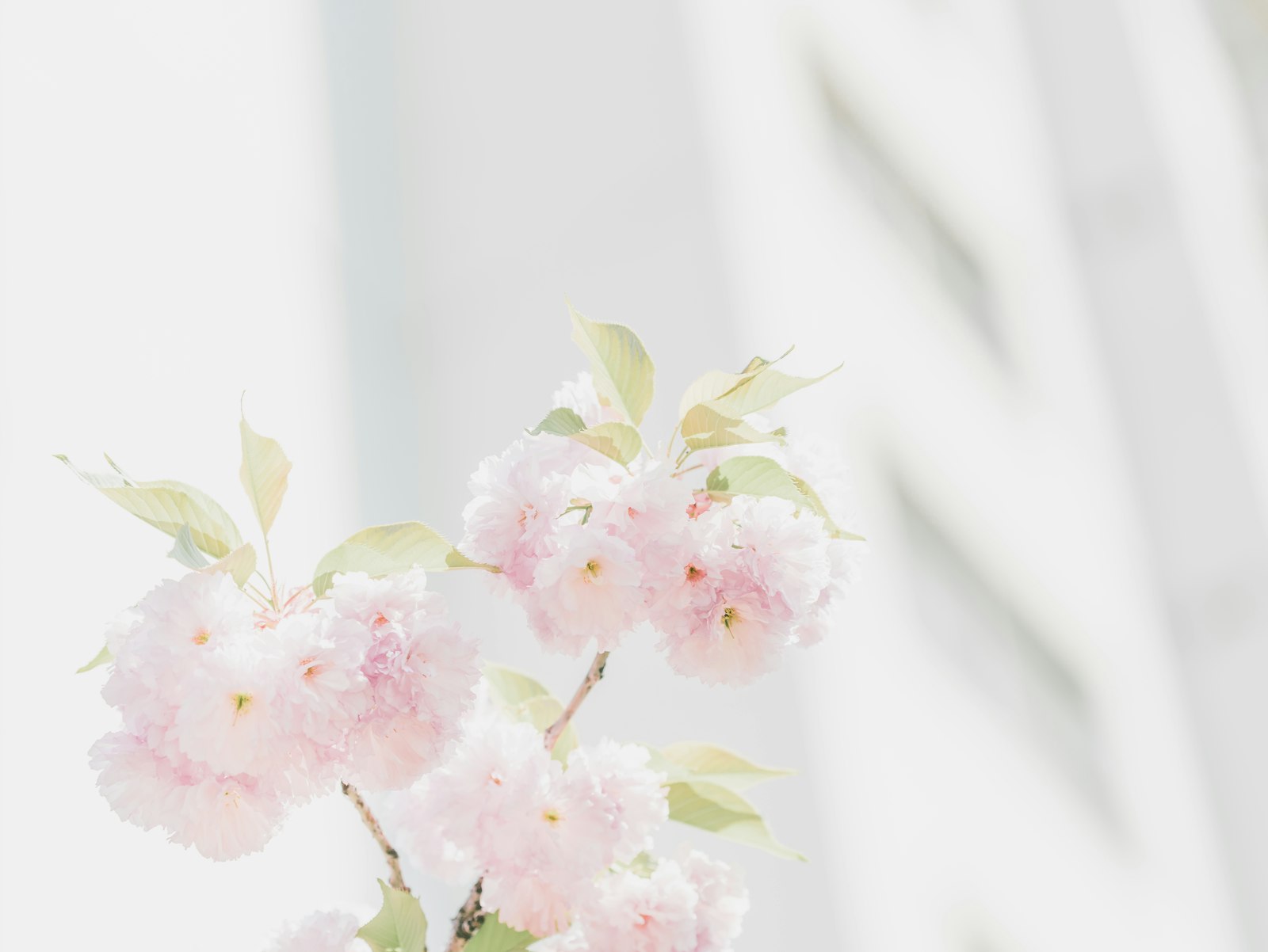 Sony a7R III + Sony FE 70-200mm F4 G OSS sample photo. Pink petaled flowers on photography