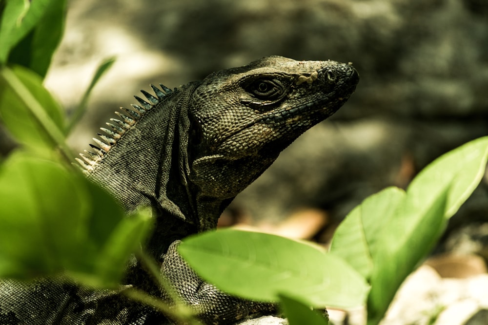 green reptile close-up photography