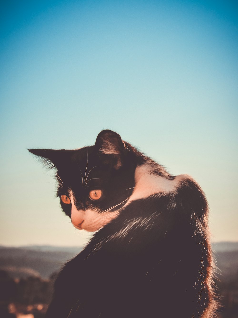 Gato preto e branco em foco seletivo Photograhy