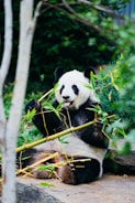 panda eating bamboo