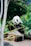 panda eating bamboo