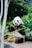 panda eating bamboo