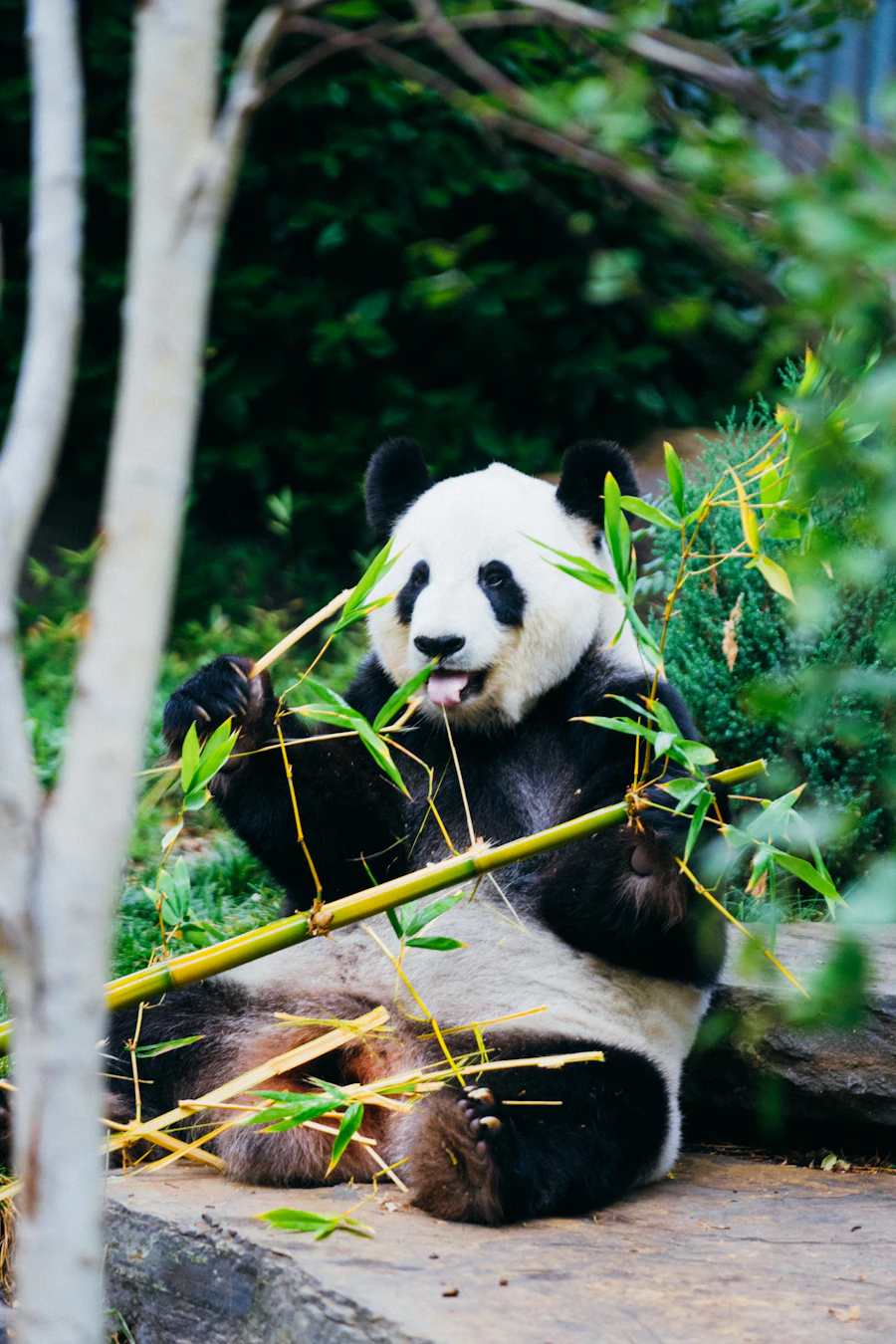 Giant Panda Jia Jia Munching Fresh Bamboo at River Wonders