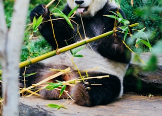 panda eating bamboo