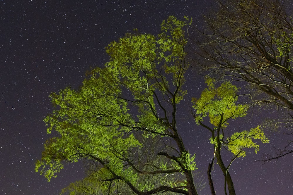 緑の葉の木のローアングル写真