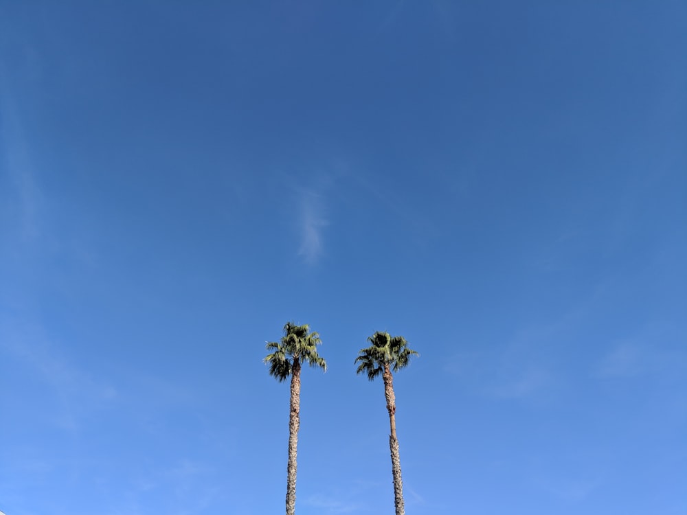 two green palm trees during daytime