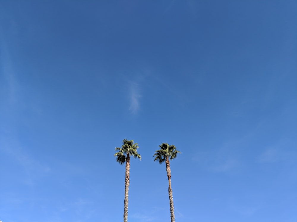 Dos palmeras verdes durante el día