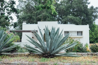 A modern white house with a flat roof is surrounded by lush greenery and large agave plants in the foreground. The building features a clean, minimalist design with rectangular windows and a mix of wooden and white elements. Thick trees provide a backdrop, adding a natural and serene feel to the setting.