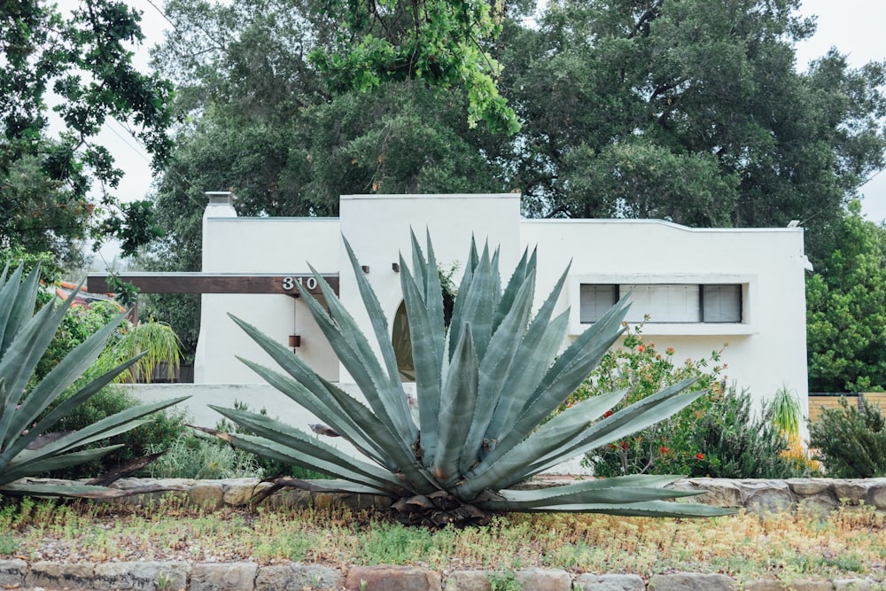 green leafed plants beside white concrete house