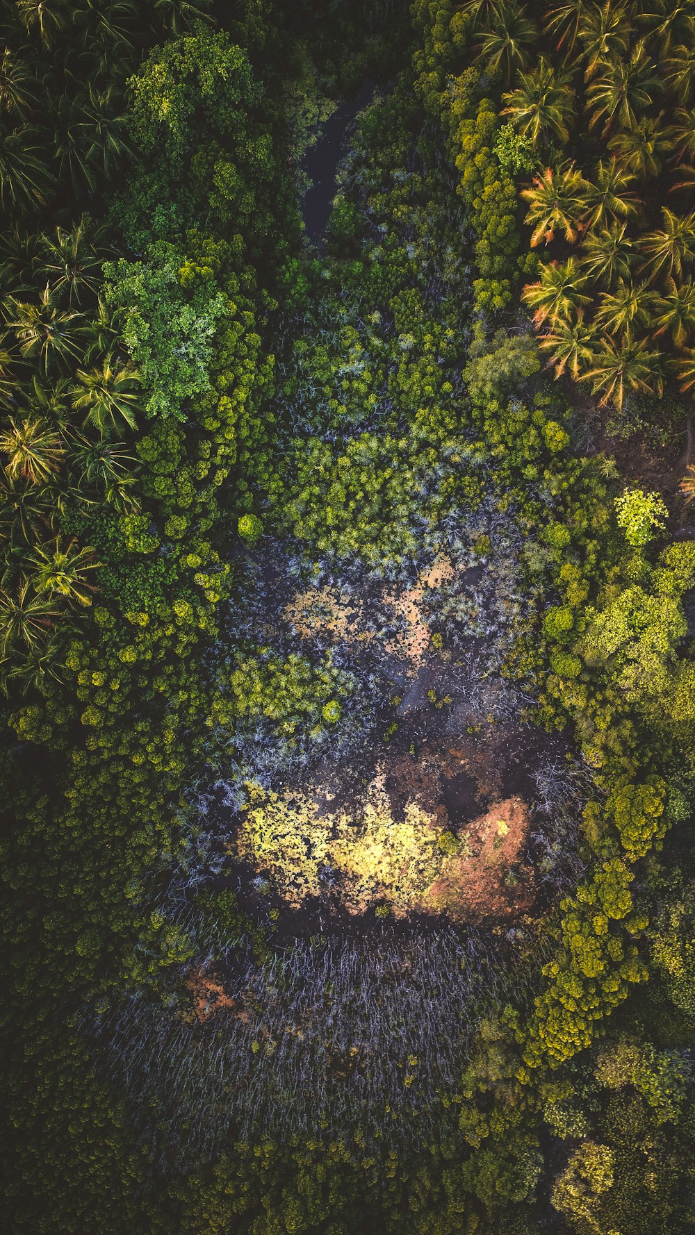 river surrounded by green trees and plants during daytime