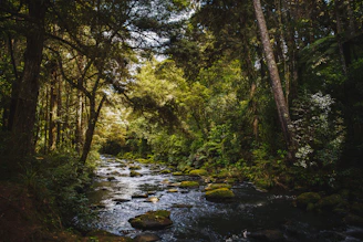 river in the forest during daytime