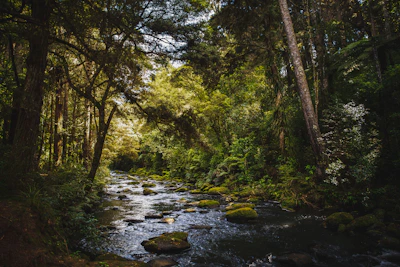 river in the forest during daytime